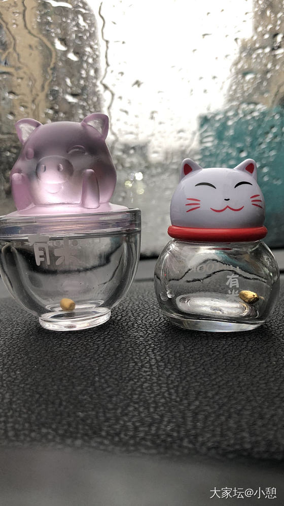 鼠年之猫猫有米，猪猪有银_金