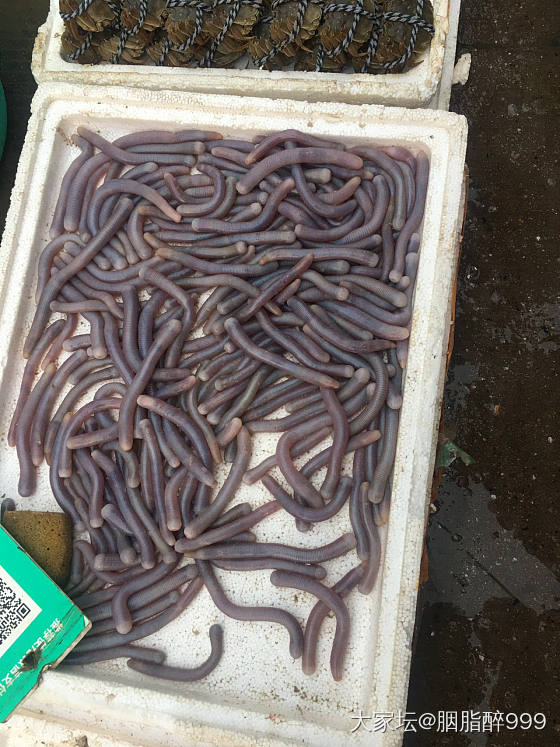 我上次来广西没吃到海虫。这次补起了