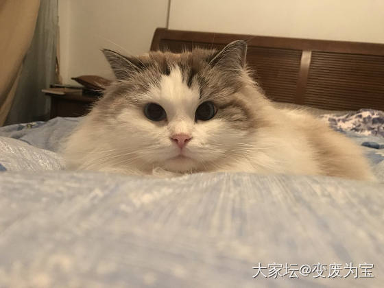 病毒加阴雨连绵，只能天天在家陪老虎🐯睡觉💤😱_猫