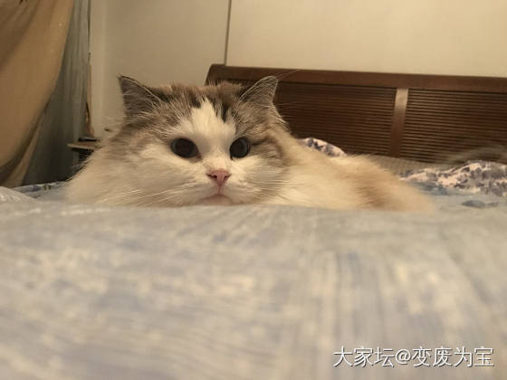 病毒加阴雨连绵，只能天天在家陪老虎🐯睡觉💤😱_猫