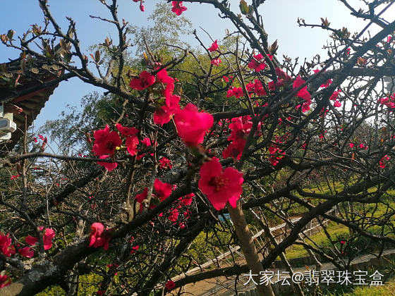 春光无限只自知，哪管瘟神狂魔舞。静待春雷驱霾雾，万紫千红庆华年。_植物