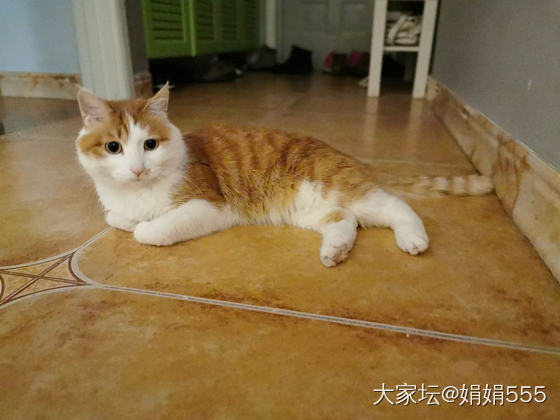 我也是有猫有狗的人_猫