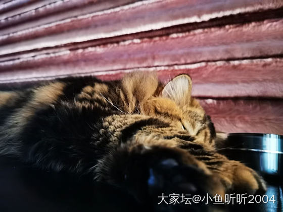无聊的睡睡睡😴😴😴_猫