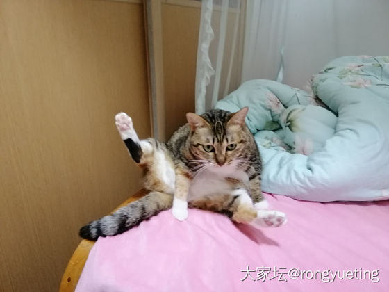 猫咪瑜伽_猫