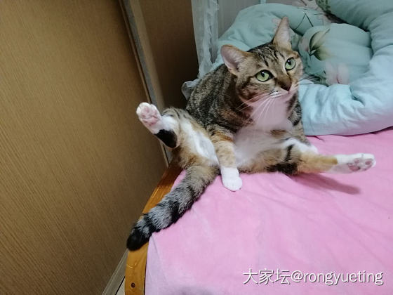 猫咪瑜伽_猫