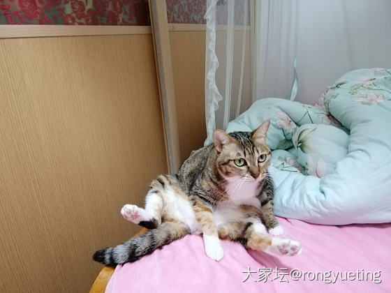 猫咪瑜伽_猫