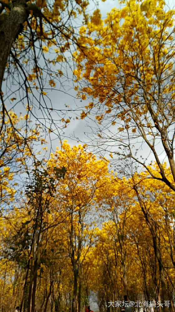 待到山花烂漫时，她在丛中笑。_和田玉