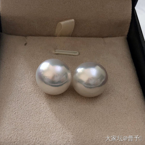 大澳白太可爱了吧_珍珠