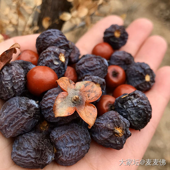 家后边的黑枣树_美食