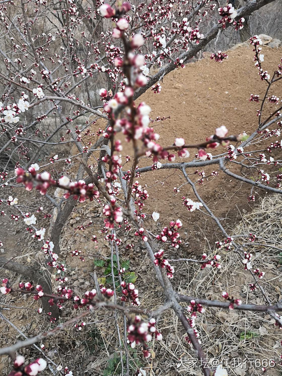 待放的杏花_花