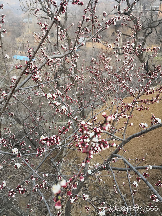 待放的杏花_花