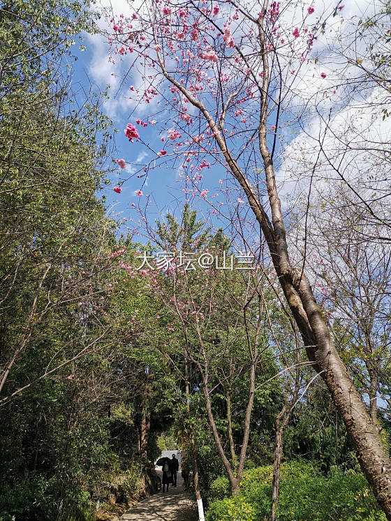 又缝樱花浪漫时……_花