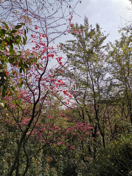 又缝樱花浪漫时……_花