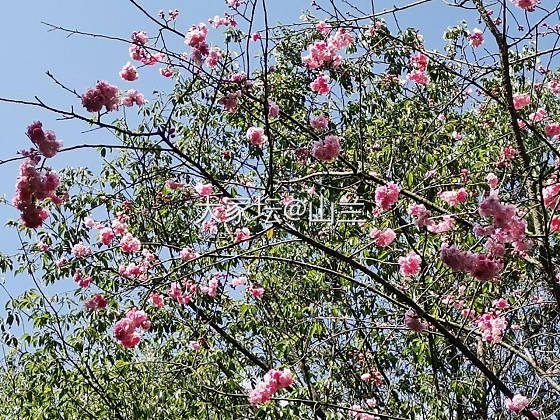 又缝樱花浪漫时……_花