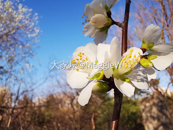 今晚又开发了一个新款式。实物挺好看，不太上相，可能这种银线太闪了，拍照不容易看清..._编绳