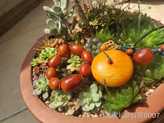 春暖花开_蜜蜡琥珀蜜蜡