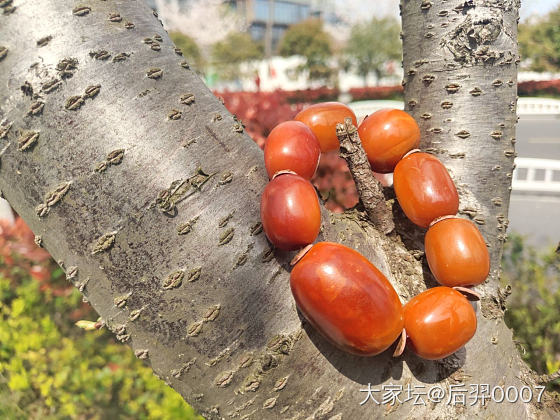 春暖花开_蜜蜡琥珀蜜蜡