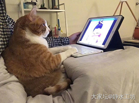 哈哈，像极了上网课时的状态🐱_猫