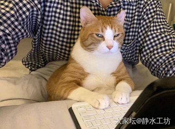 哈哈，像极了上网课时的状态🐱_猫