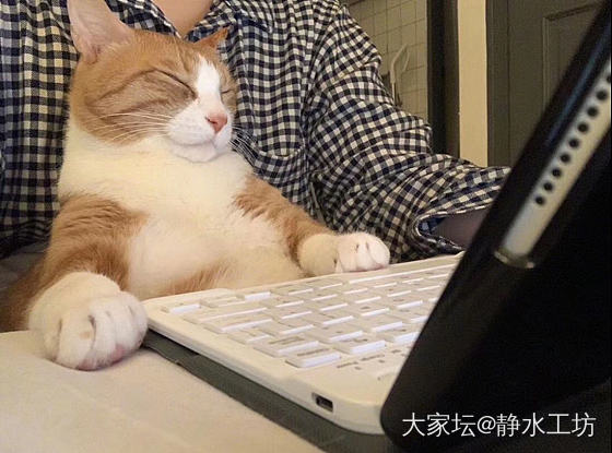 哈哈，像极了上网课时的状态🐱_猫