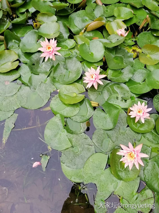 雨后随拍_花