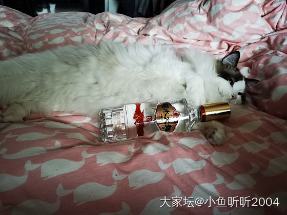 也晒晒我家猫的睡姿🤭🤭🤭_猫