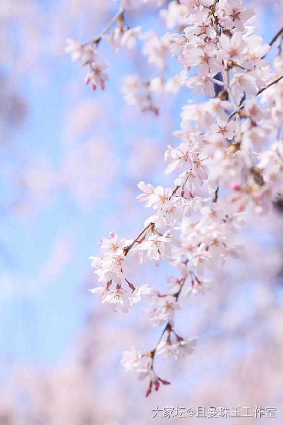 人间四月芳菲尽，你是人间四月天🌸_和田玉