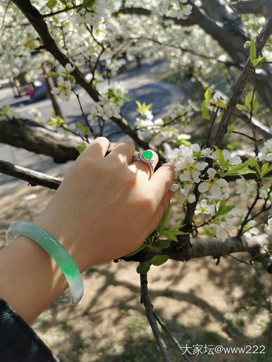 春暖花开，收了支小镯子🌸🌸🌸_手镯翡翠