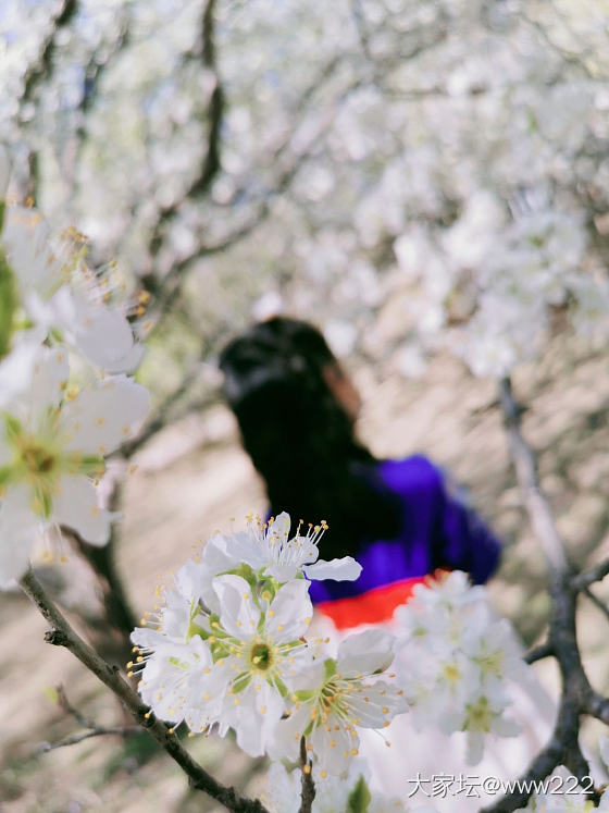 春暖花开，收了支小镯子🌸🌸🌸_手镯翡翠