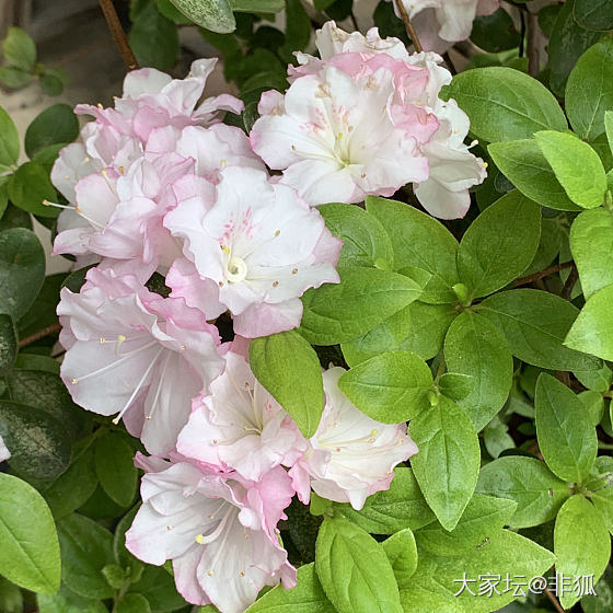 杜鹃最盛_花植物