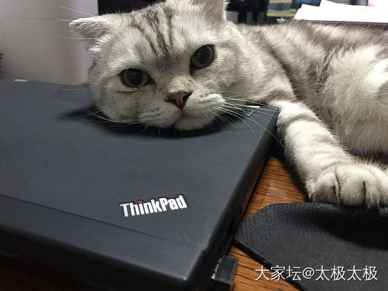 就不动 就不动_猫宠物大家谈