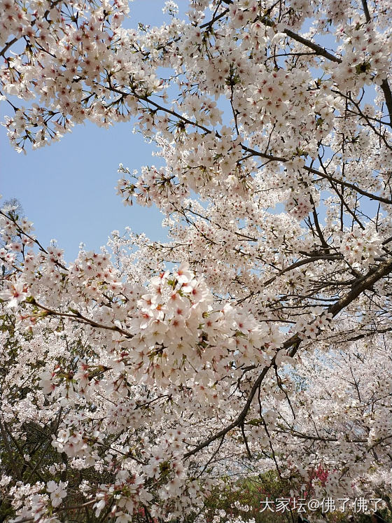 樱花季🌸🌸🌸_手饰银玉髓玛瑙