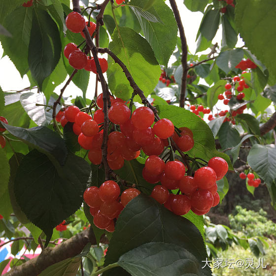 又到了吃樱桃🍒的季节_水果银