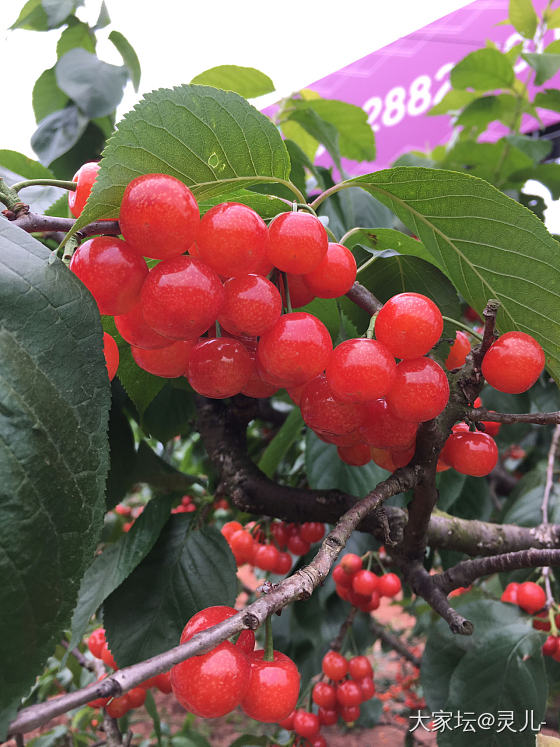 又到了吃樱桃🍒的季节_水果银