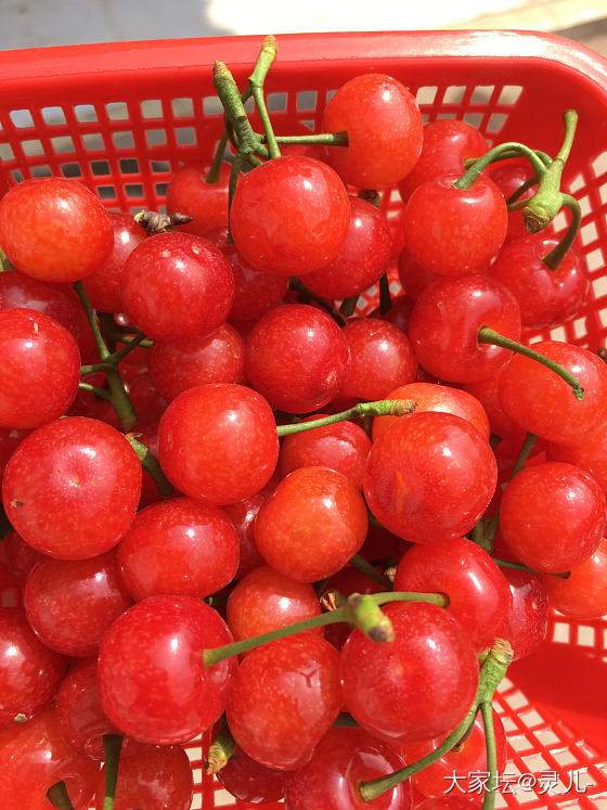 又到了吃樱桃🍒的季节_水果银