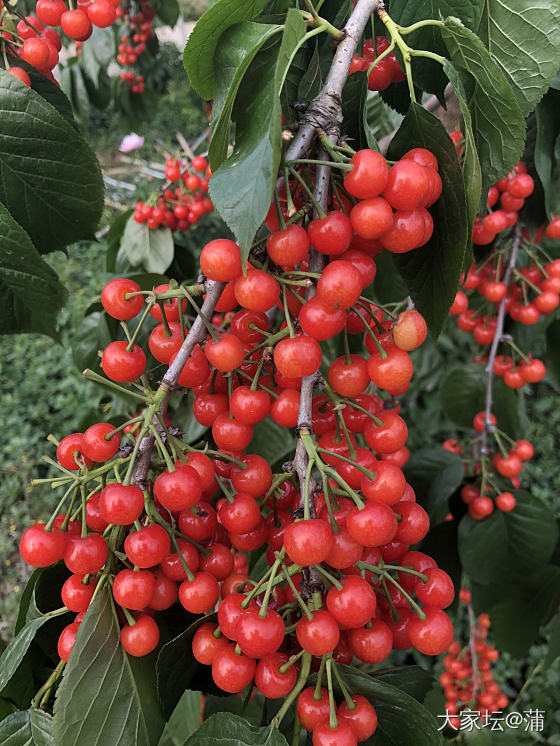 又到了吃樱桃🍒的季节_水果银