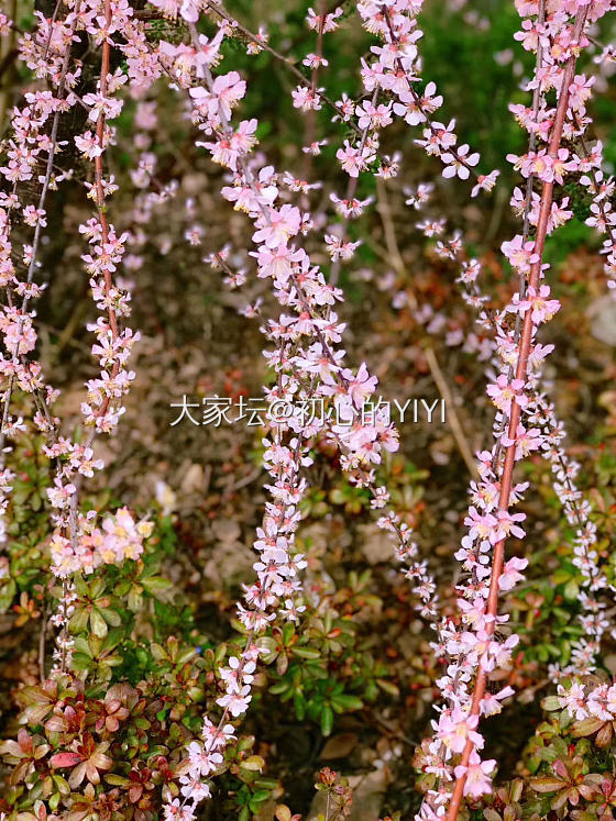 再秀最后一波春色，初夏已降临🌷🌱🌾