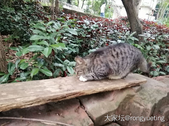 此猫必大器可成_闲聊