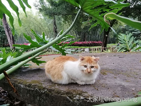 此猫必大器可成_闲聊