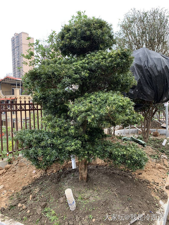 种了两天的树🌲🌲🌲_树