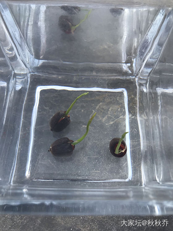 2020年微莲种植记录贴_水生植物