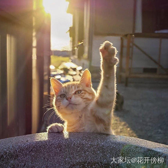 一入银坑深似海，从此变成千手怪_银