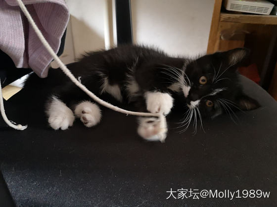 小猫都要磨牙吗_猫