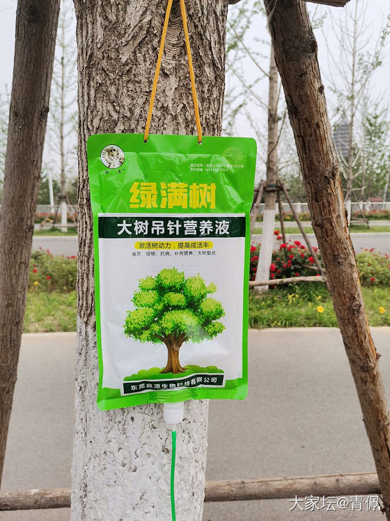 给树打吊针_树植物