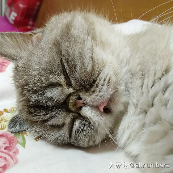 猫公举说梦话了_猫宠物