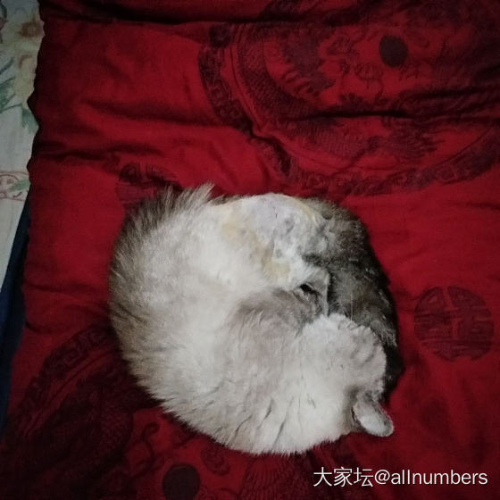 猫公举说梦话了_猫宠物