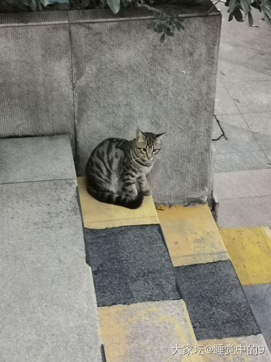 晒一下楼下的野喵_猫