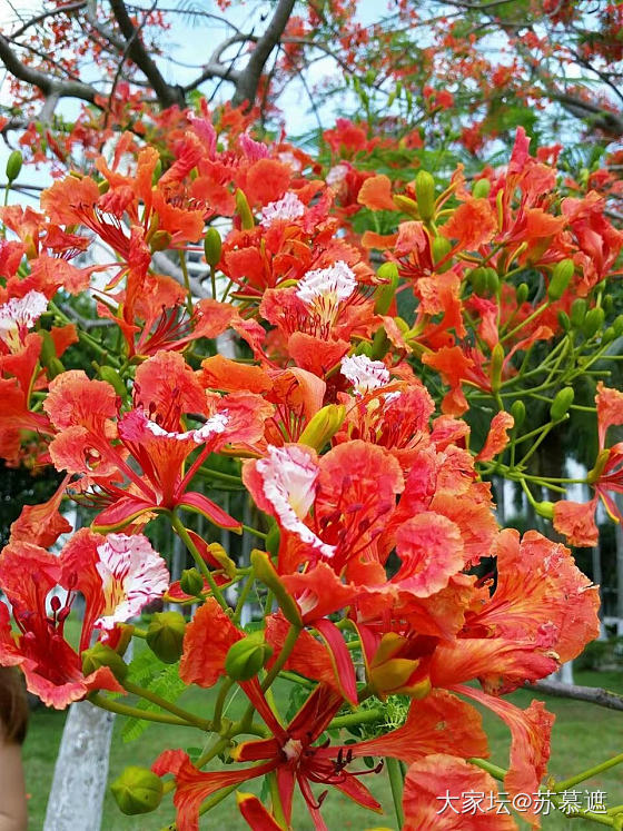 凤凰花开_植物摄影旅游