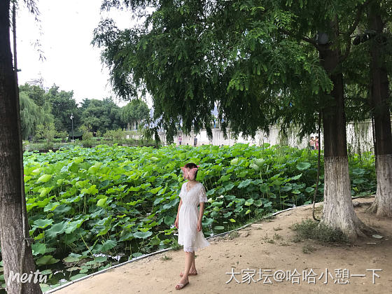 接天莲叶无穷碧_翡翠
