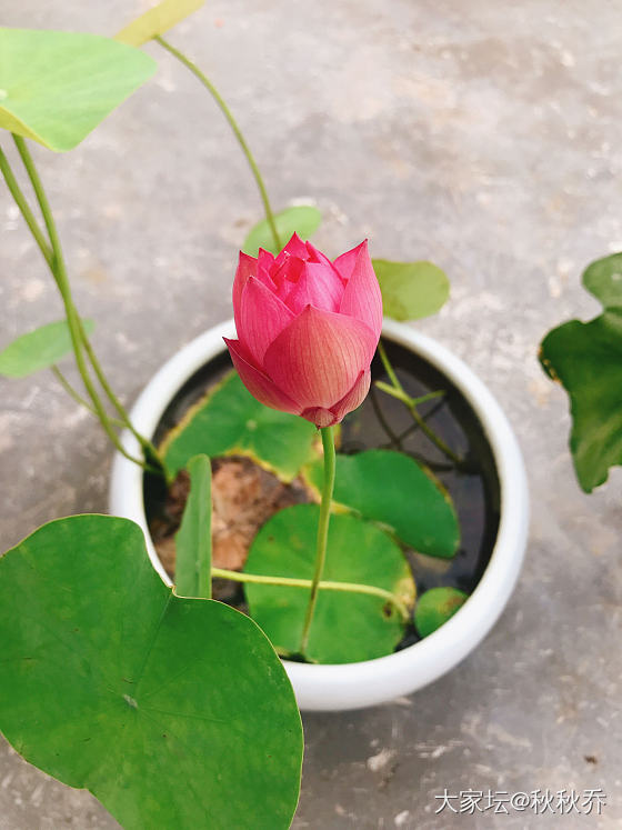 2020年微莲种植记录贴_水生植物